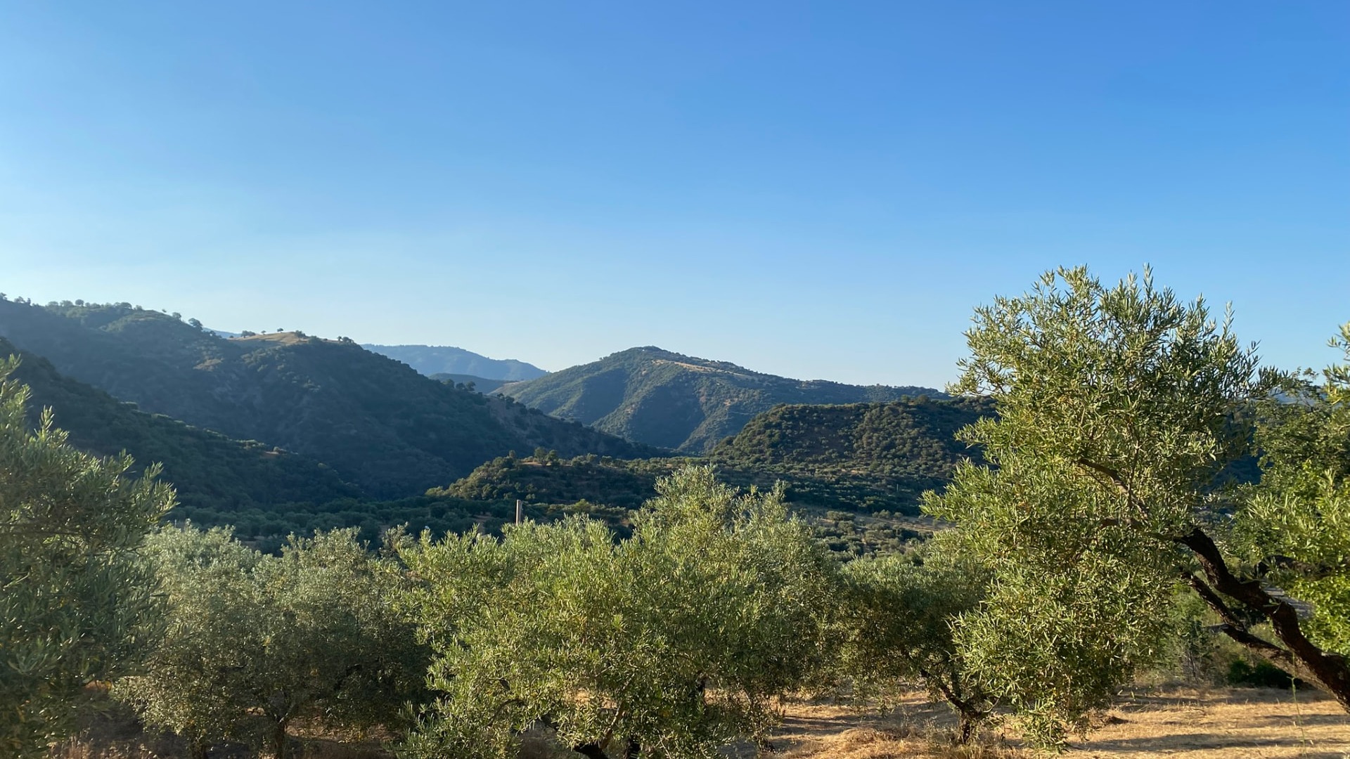 Colline con uliveti in Calabria